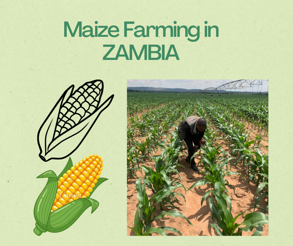 Farming in Zambia